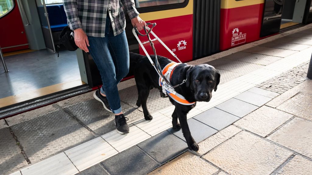 Traveling with Pet Service Animal